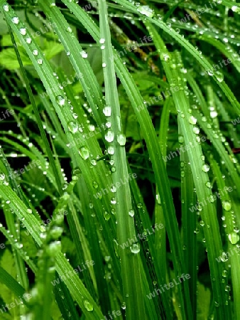 Gras nach dem Regen