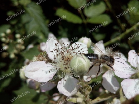 Wildbiene auf Brombeerblüte I