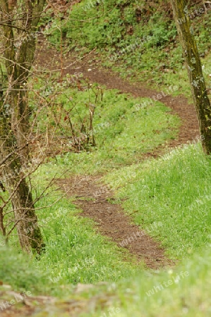 Waldweg