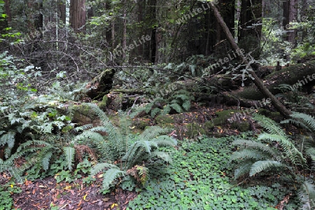 Vegetation und Kustenmammutbaeume, Redwoods,  Sequoia sempervirens, Muir Woods Nationalpark, Kalifornien, USA