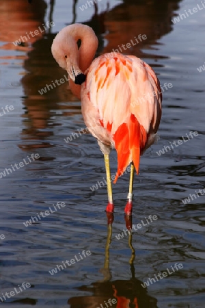 Flamingo