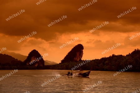 The mangroves at a lagoon near the City of Krabi on the Andaman Sea in the south of Thailand. 