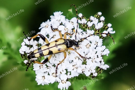 Gefleckter Schmalbock, Spotted longhorn