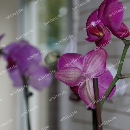 Orchideen