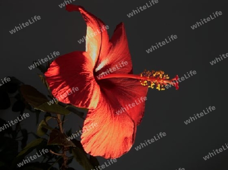 Hibiskusbluete 4