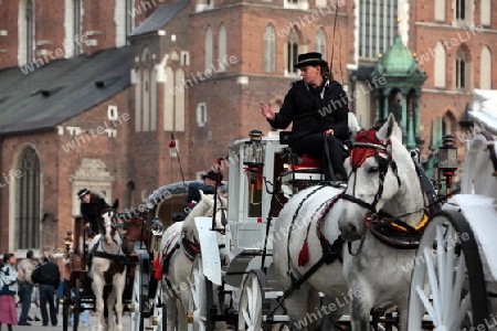 Pferdekutschen warten auf die Kundschaft auf dem Rynek Glowny Platz mit der Marienkirche in der Altstadt von Krakau im sueden von Polen.