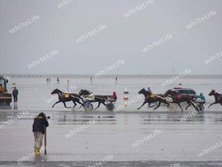 Pferderennen an der Nordsee
