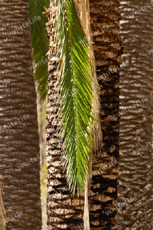 Palmenblatt auf Gran Canaria