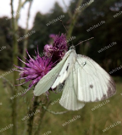 Kohlweißling auf Distel I