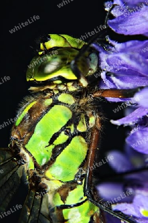 Libelle, Makrofotografie