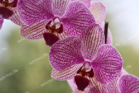 Orchidee Rispe