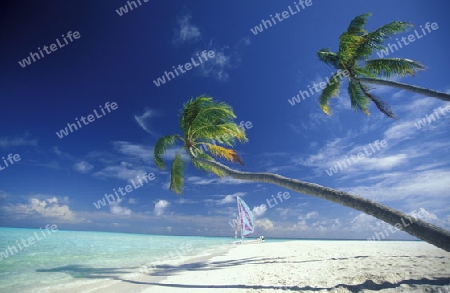 
Der Traumstrand mit Palmen und weissem Sand an der Insel Velavaru im Southmale Atoll auf den Inseln der Malediven im Indischen Ozean.   