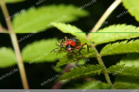 Soldatenk?fer (Cantharis fusca)