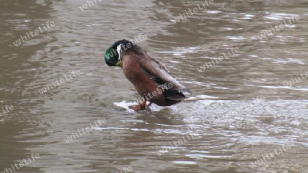 Ente  auf  stein im Wasser