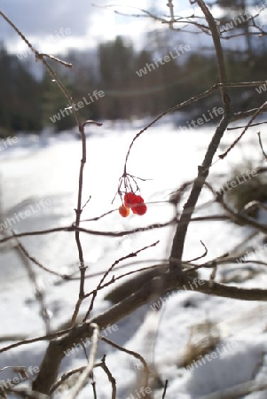 Rote Beere