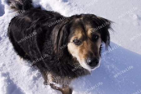 Hund im Schnee