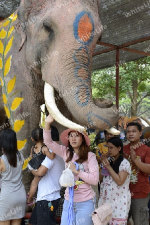 Das Songkran Fest oder Wasserfest zum Thailaendischen Neujahr ist im vollem Gange in Ayutthaya noerdlich von Bangkok in Thailand in Suedostasien.  