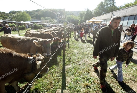 the traditional cow Market in the Farmer Village of Armeno near the Fishingvillage of Orta on the Lake Orta in the Lombardia  in north Italy. 