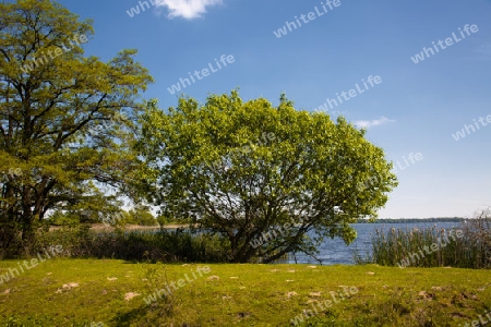 Landschaft am gro?en Teich Torgau