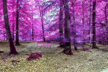 Beautiful pink and purple infrared panorama view into a forest landscape