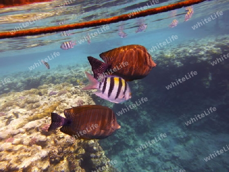 Fische im Roten Meer