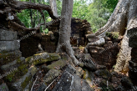 The Temple of  Ta Prohm in the Temple City of Angkor near the City of Siem Riep in the west of Cambodia.