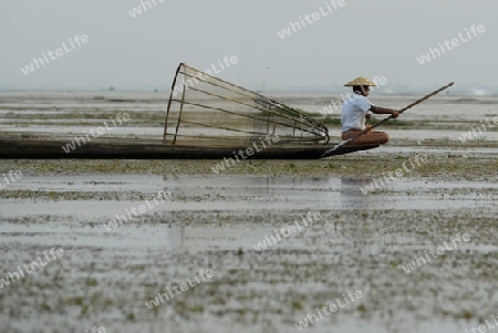 Fishermen at sunrise in the Landscape on the Inle Lake in the Shan State in the east of Myanmar in Southeastasia.