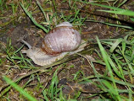 Weinbergschnecke auf dem Waldboden