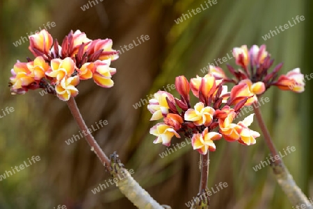 tropical flowers in the gardens at the Inle Lake in the Shan State in the east of Myanmar in Southeastasia.