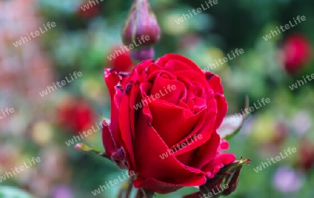 Top view of yellow and orange rose flower in a roses garden with a soft focus background.