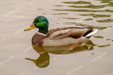 ente