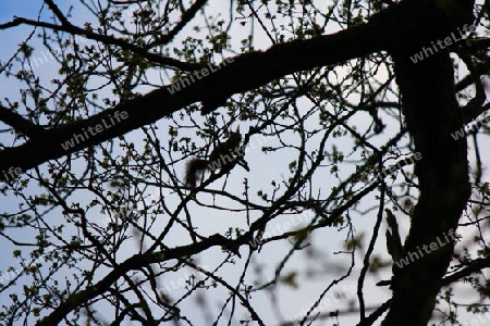 Eichh?rnchen im Baum