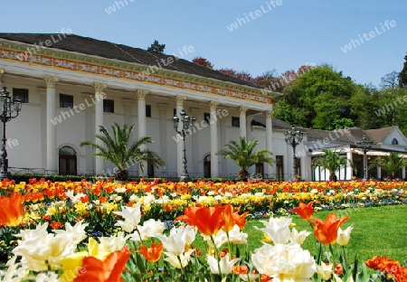 Tulpenbl?te vor dem Kurhaus Baden-Baden