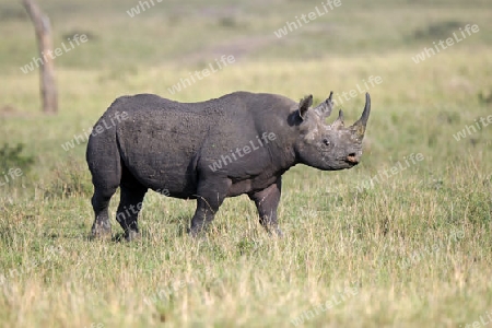 Spitzmaulnashorn (Diceros bicornis), Masai Mara, Kenia, Afrika