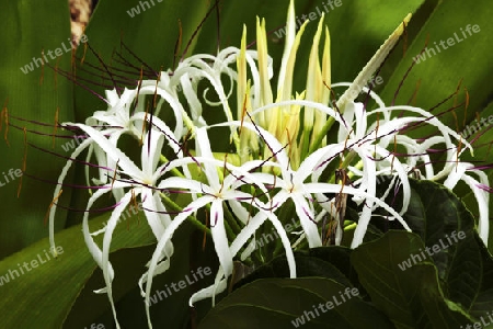 Hakenlilie - Crinum amabile