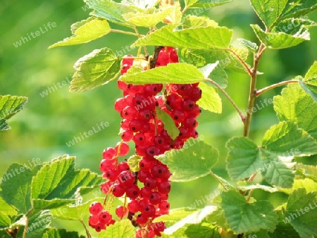 Johannisbeeren