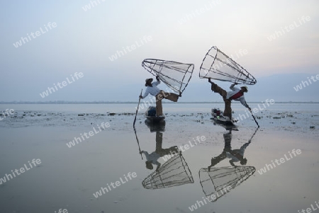 Fishermen at sunrise in the Landscape on the Inle Lake in the Shan State in the east of Myanmar in Southeastasia.