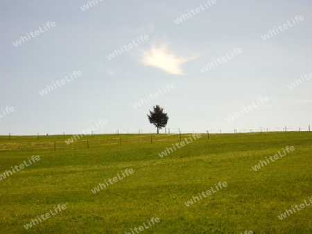 Baum mit einsamer Wolke