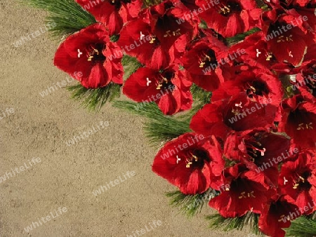 Amaryllis  Blumen auf einer Steinplatte