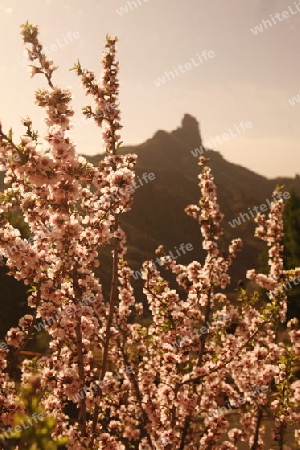 The mountain Village of  Tejeda in the centre of the Canary Island of Spain in the Atlantic ocean.