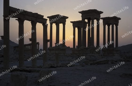 Die Ruinen von Palmyra in der Wueste Faydat in Syrien im Mittleren Osten in Arabien.