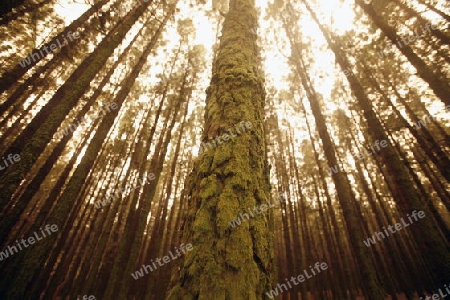 a Forest in the centre of the Island of Tenerife on the Islands of Canary Islands of Spain in the Atlantic.  