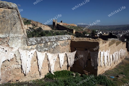The fresh Leather gets dry on the sun near Leather production in front of the Citywall in the old City in the historical Town of Fes in Morocco in north Africa.