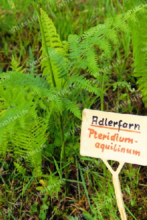 Adlerfarn