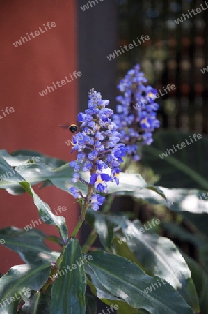 Blume in Blau mit Biene