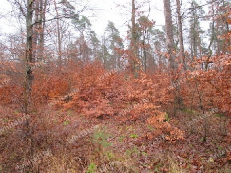 Waldlichtung