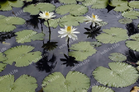 Lotus Blumen in einem Teich im Dorf Mae Hong Son im norden von Thailand in Suedostasien.