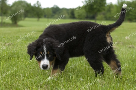 junger Berner Sennenhund, 11 Wochen alt