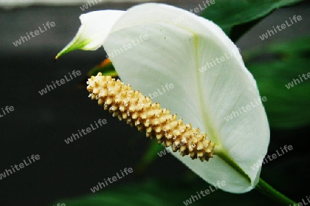 Einblatt - Spathiphyllum floribundum