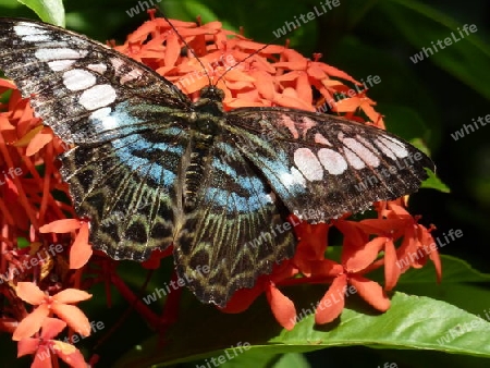 Schmetterling auf oranger Bl?te